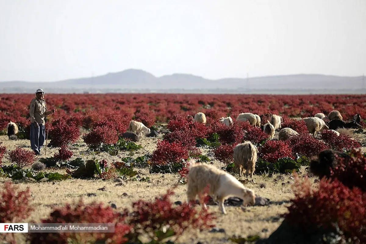 عکس/ دشت «ریواس» شهر بابک