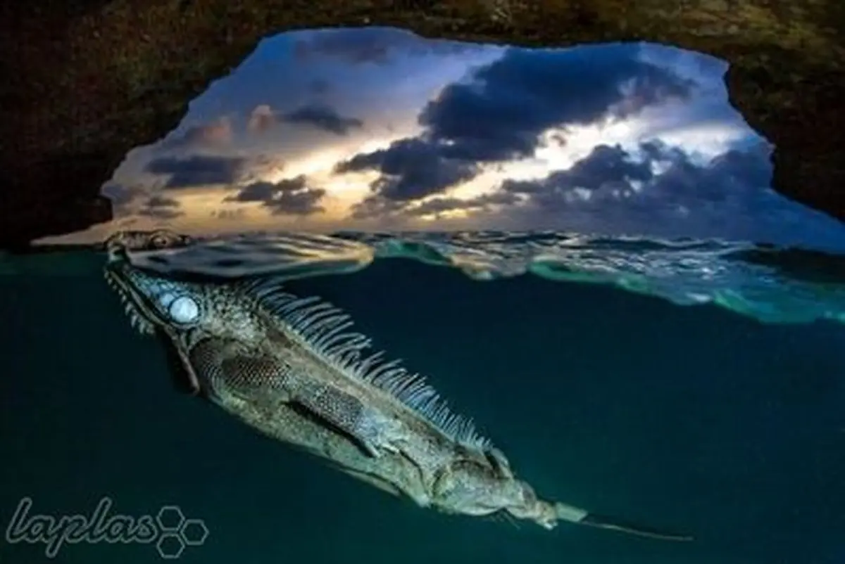 اعجاب آورترین و حیرت انگیزترین عکس های سال 2014 در دنیا