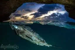 اعجاب آورترین و حیرت انگیزترین عکس های سال 2014 در دنیا