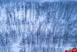 مناظری بی‌نظیر از بارش برف در ژاپن /تصاویر