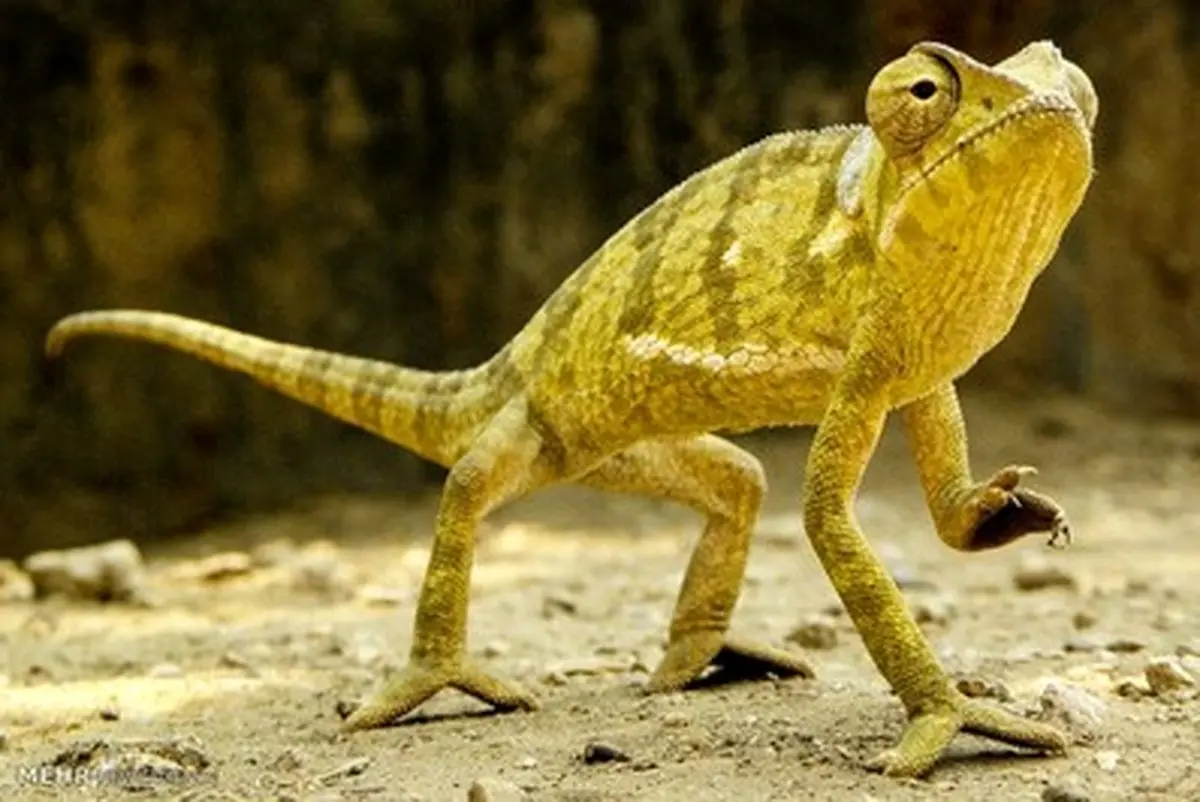 تصاویر منتخب حیات وحش در هفته ای که گذشت