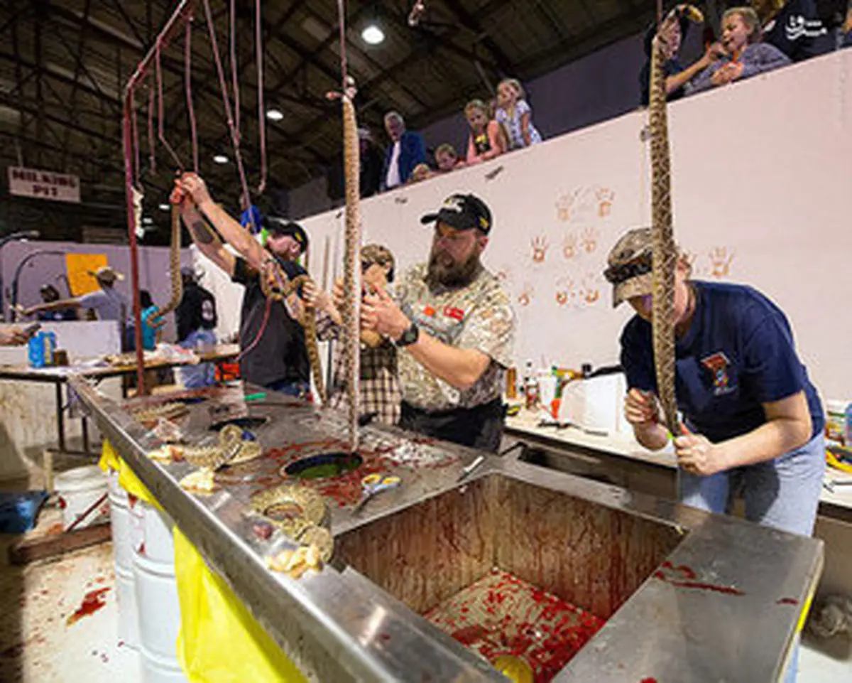 تصاویر مارخوری در سرزمین گاوچران‌ها