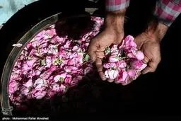 روایت تصویری از فصل گل و گلاب کاشان