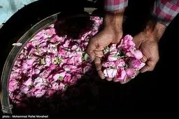 روایت تصویری از فصل گل و گلاب کاشان