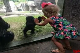 احساسات مشترک یک دختربچه با بچه گوریل!/ عکس