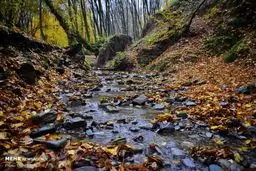 عکس / نمایی دلنشین از جنگل های هیرکانی در گلستان
