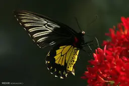 زیبایی پروانه ها/تصاویر