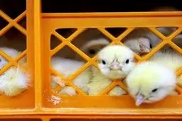 جنجال زنده‌به‌گور کردن جوجه‌ها / رییس انجمن تولیدکنندگان جوجه یکروزه: گاهی اتفاق می‌افتد