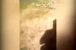 ببینید / مهمانان ناخوانده در جنوب