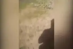 ببینید / مهمانان ناخوانده در جنوب