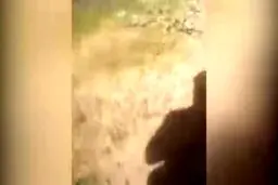 ببینید / مهمانان ناخوانده در جنوب