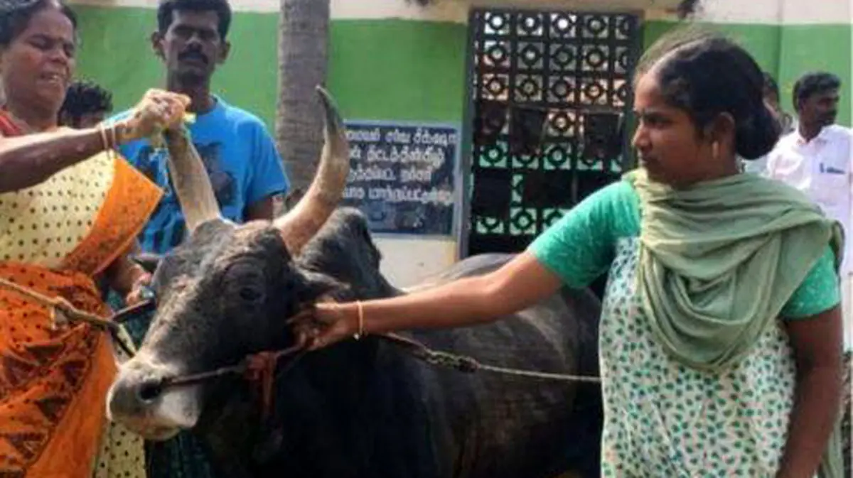 این زن بیوه با گاو نر به حجله رفت + عکس