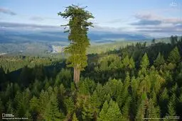 بلندترین درخت جهان/ عکس