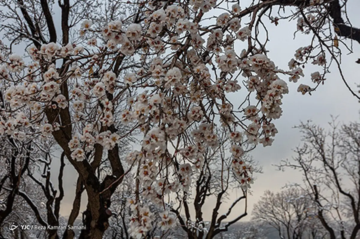 عکس‌های زیبا از شکوفه‌های یخی