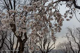 عکس‌های زیبا از شکوفه‌های یخی