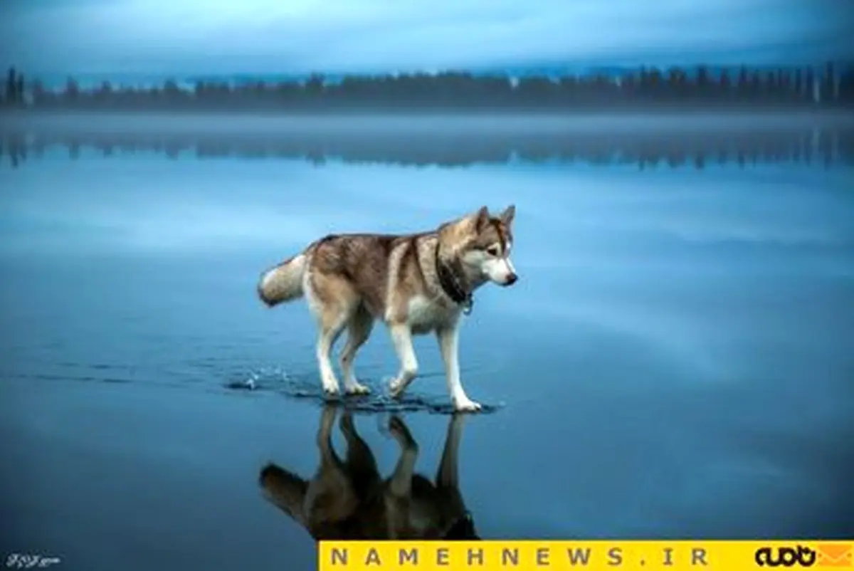 دویدن سگ های روسی روی آب!+تصاویر