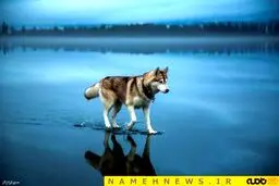 دویدن سگ های روسی روی آب!+تصاویر