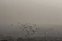 بیرجند در «غبار»