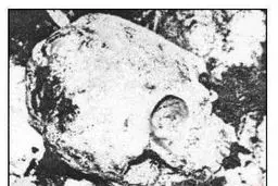 جمجمه نادر شاه افشار بعد از نبش قبر/عکس