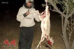 شکارچی بی رحم 11 ماده آهو بازداشت شد + عکس