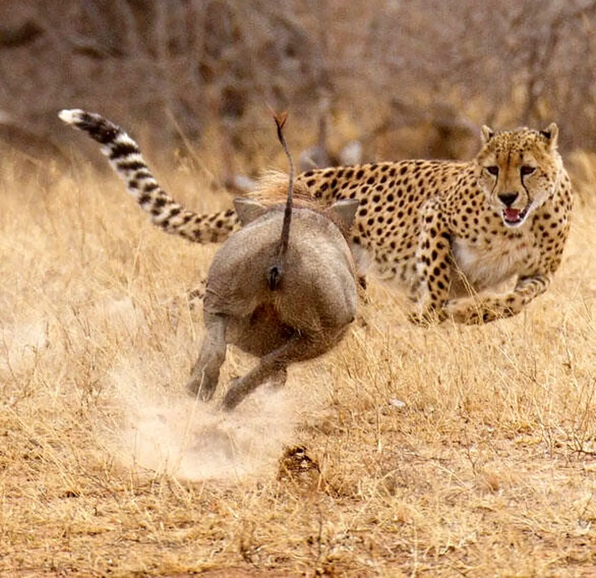 شیرجه یوزپلنگ به سوی شکار/ عکس