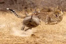 شیرجه یوزپلنگ به سوی شکار/ عکس