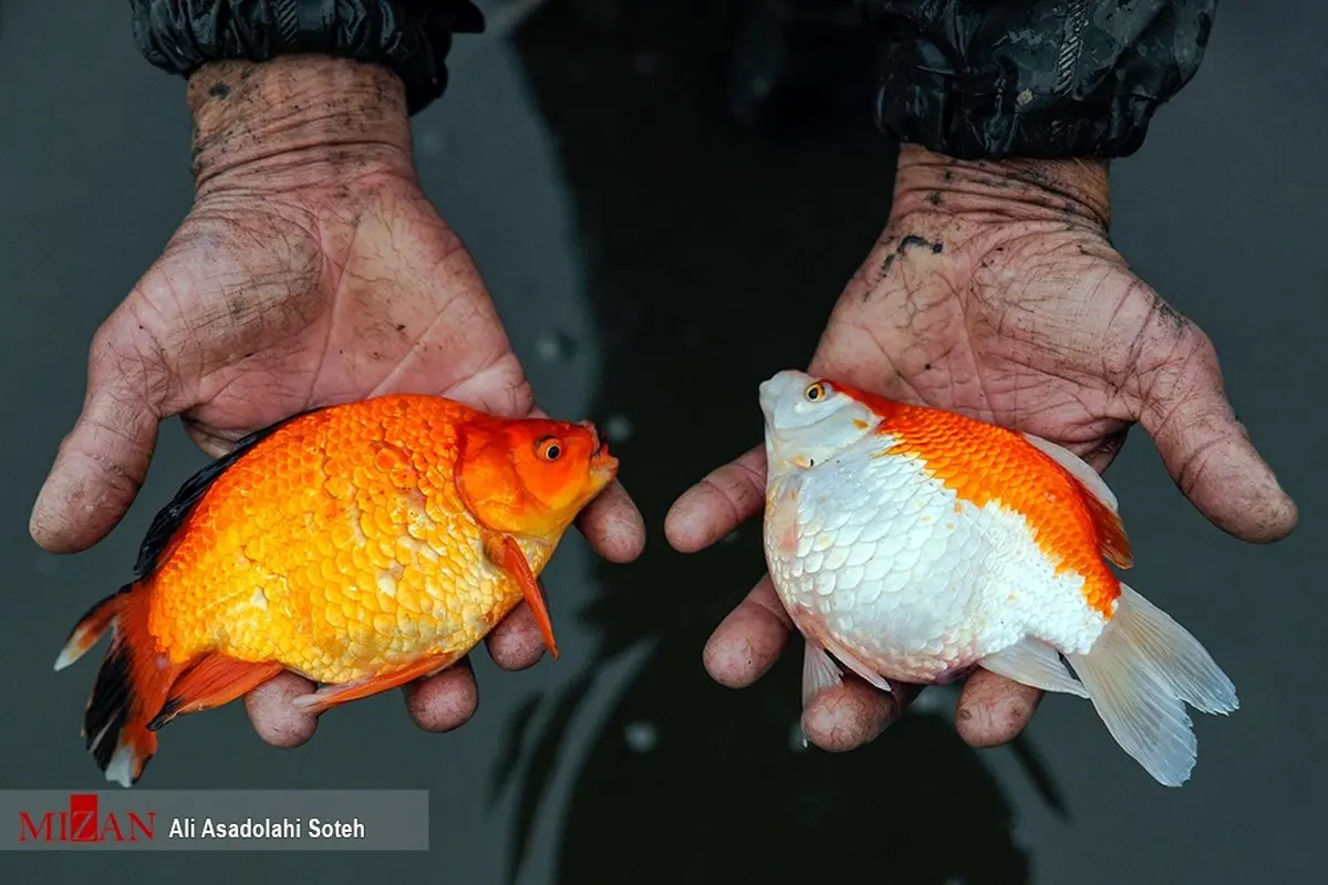 روزگار ماهی‌های قرمز؛ ۱۰روز مانده به سال نو/تصاویر