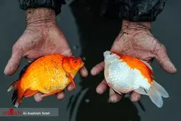 روزگار ماهی‌های قرمز؛ ۱۰روز مانده به سال نو/تصاویر