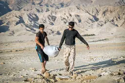 کشت گندم بصورت بَشکار /تصاویر