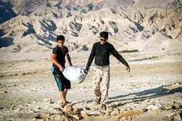 کشت گندم بصورت بَشکار /تصاویر