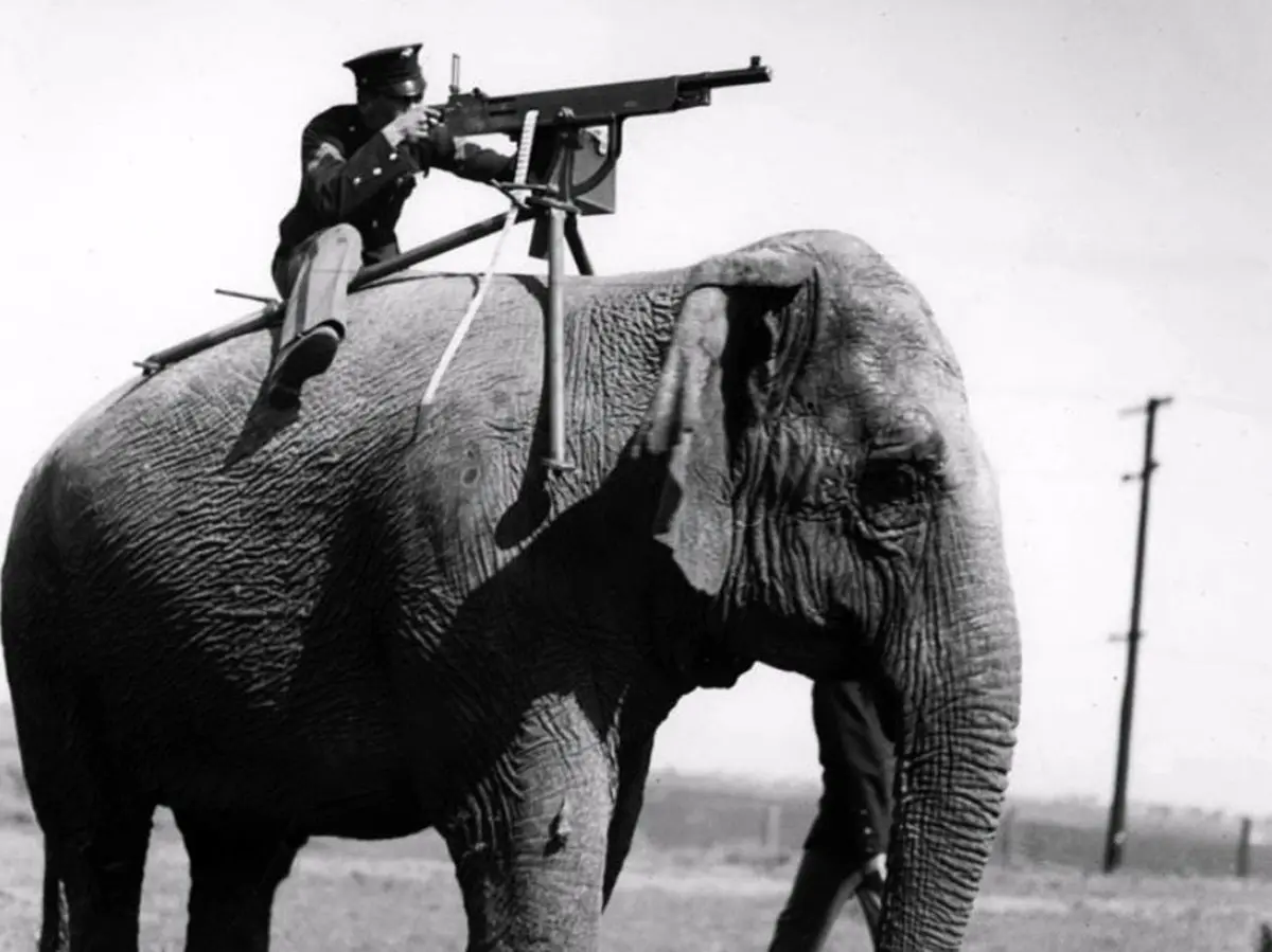 تصاویر/ استفاده از حیوانـات در جنگ و جاسوسی