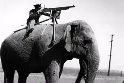 تصاویر/ استفاده از حیوانـات در جنگ و جاسوسی