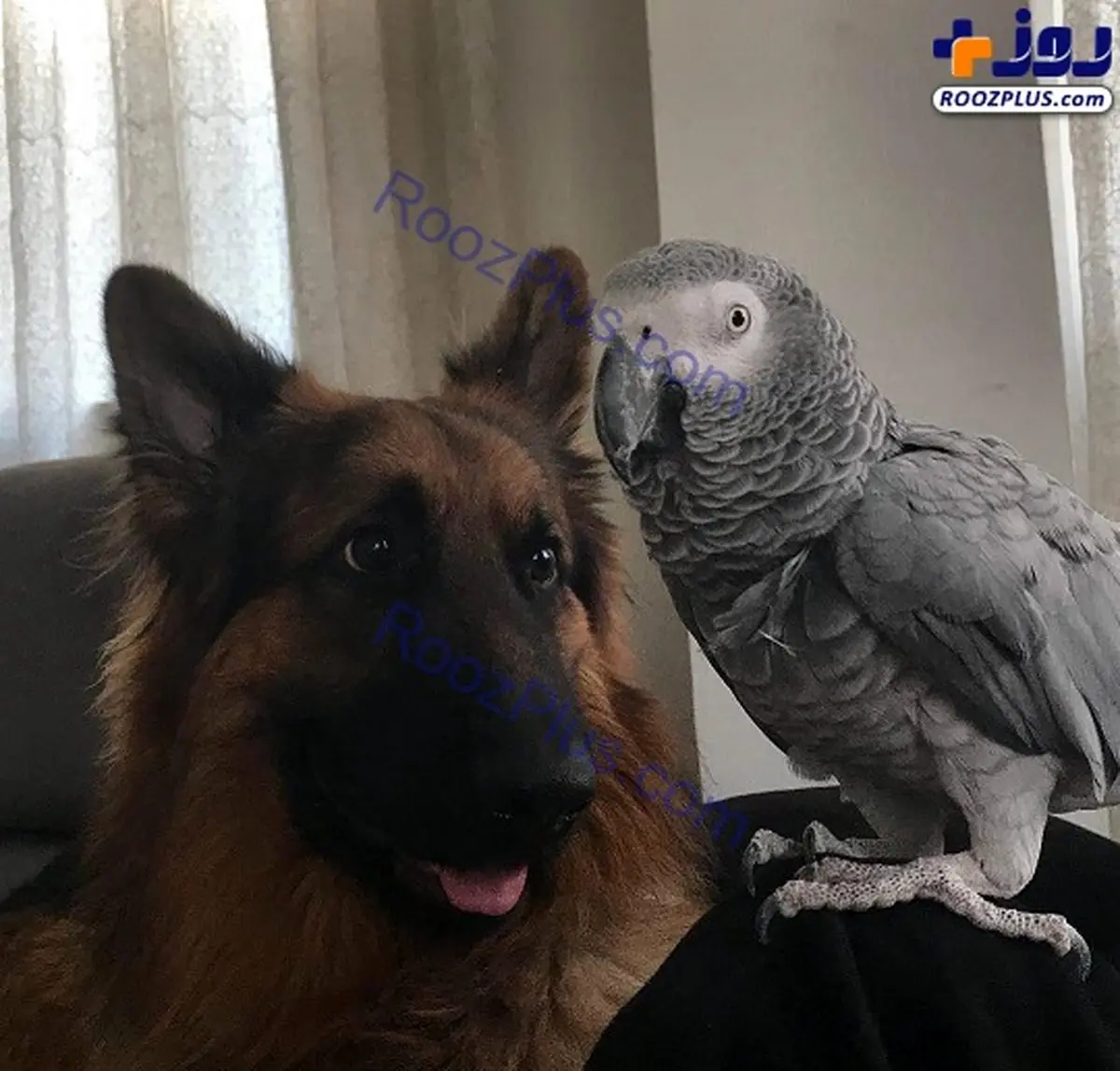 دو عضو عجیب و غریب خانواده خانم بازیگر /عکس