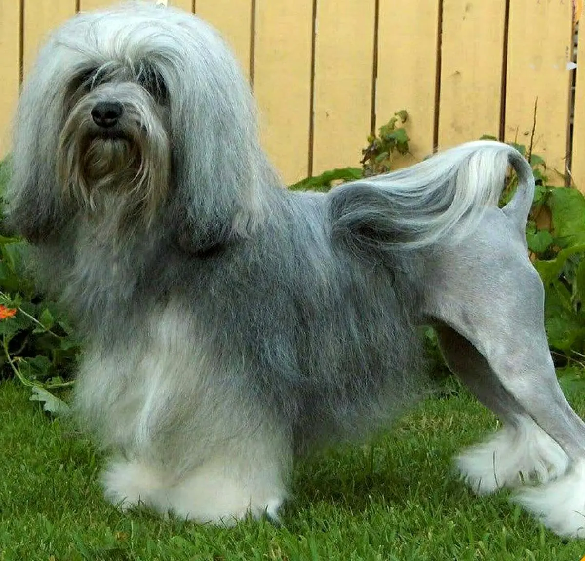 "لوچن" گرانترین نژاد سگ درجهان + قیمت 